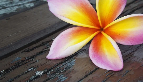 Flor de plumeria de frangipani rosa — Fotografia de Stock