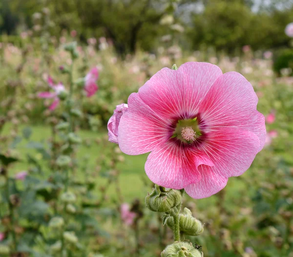 Pembe çiçek — Stok fotoğraf