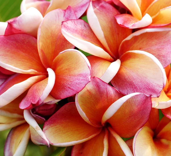 Glorious frangipani or plumeria flowers — Stock Photo, Image