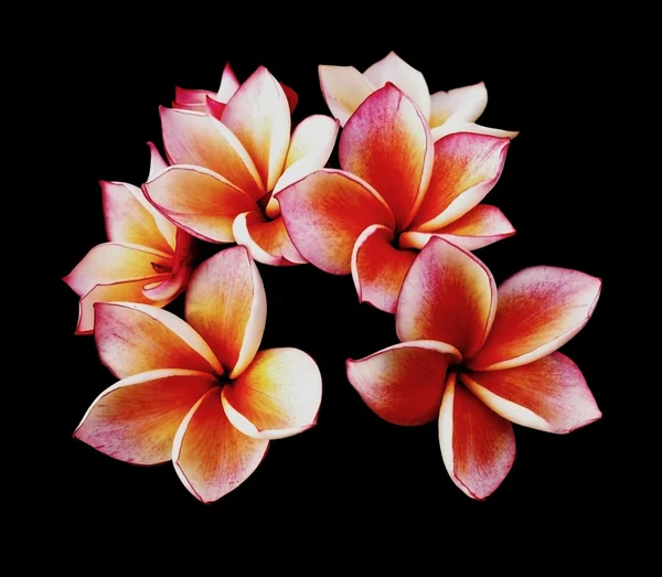 Gloriosas flores frangipani o plumeria, con fondo negro . —  Fotos de Stock