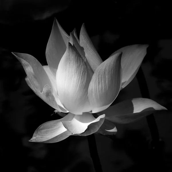 Schwarzer und weißer Lotus — Stockfoto