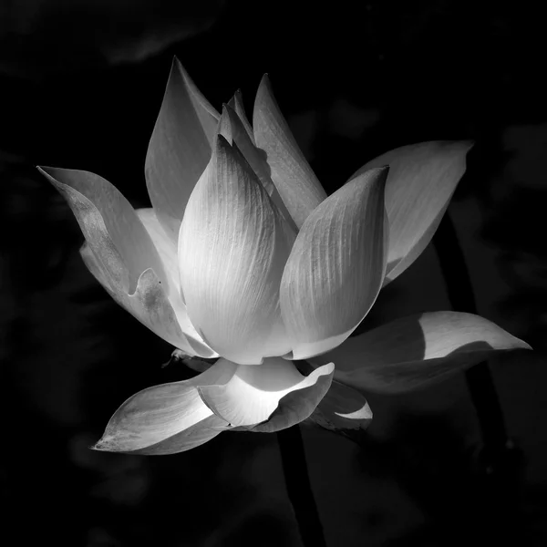 Black and white lotus — Stock Photo, Image