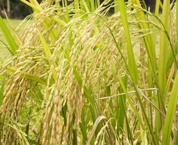 Planta de arroz — Fotografia de Stock