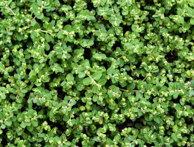 yeşil yaprakları duvar