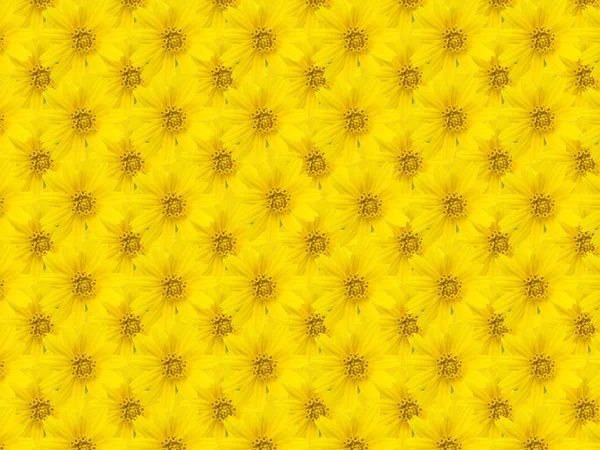 Schöne gelbe Blume Hintergrund — Stockfoto