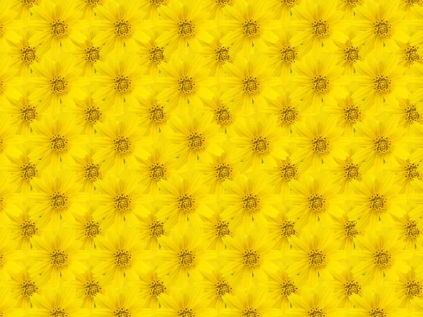 美しい黄色の花の背景 ストック写真 C Nattapol