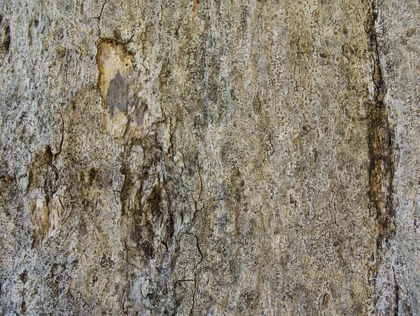 갈색 나무의 exture 샷 — 스톡 사진