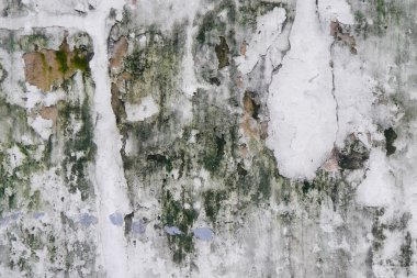 eski beyaz duvar yosun ve çamur ile