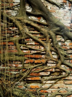 eski tuğla duvar kökleri