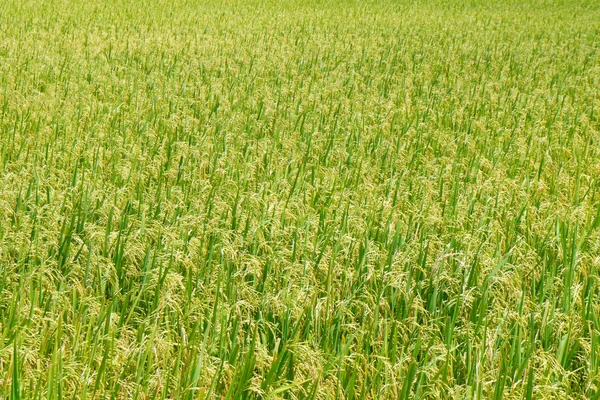 Πράσινη θέα τομέα του ρυζιού paddy σε selangor Σέκιντσαν. — Φωτογραφία Αρχείου