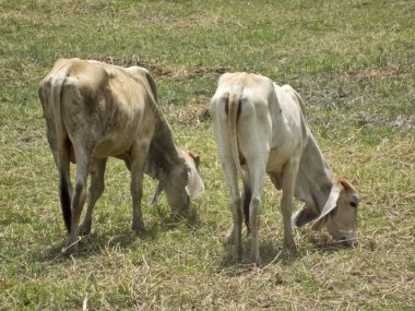 Tayland çiftliğinde inek