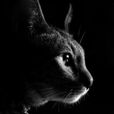 Bir kedinin gözleri