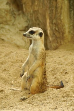 çöl faresi, suricate