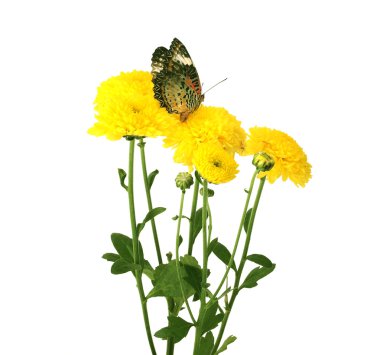 butterfly on flower isolated on white background clipart