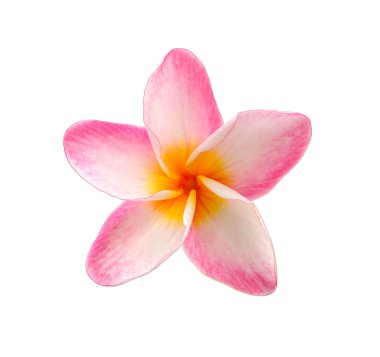 Beyaz arkaplanda izole Frangipani çiçeği