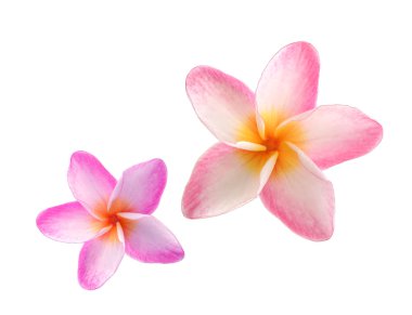 Beyaz arkaplanda izole Frangipani çiçeği