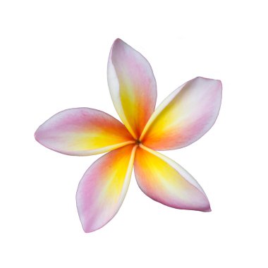 Pembe Frangipani Plumeria çiçeği