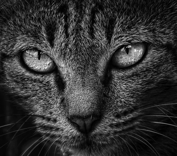 Augen einer Katze — Stockfoto