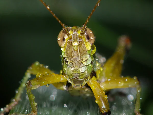 Riva av skönhet grasshopper efter regn — Stockfoto