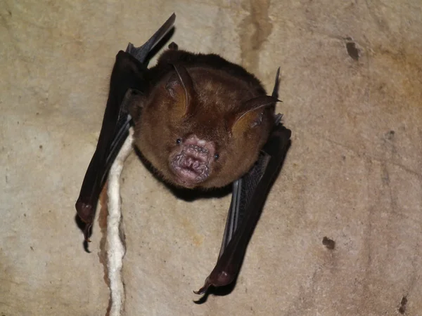 Morcegos em caverna — Fotografia de Stock