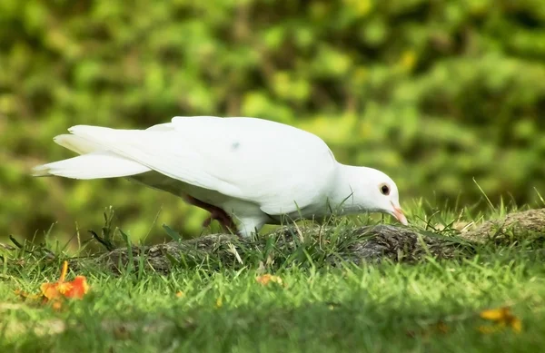 Witte duif — Stockfoto