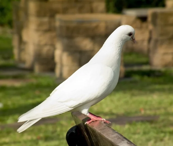 Pombo branco — Fotografia de Stock