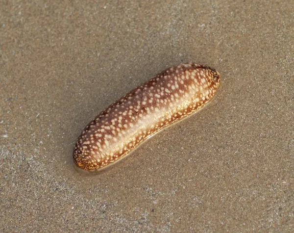 Strzykwy w piasku — Zdjęcie stockowe