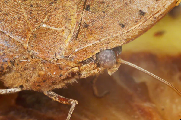 Nahaufnahme Schmetterling mit gestreiften Augen und lockigem Rüssel — Stockfoto