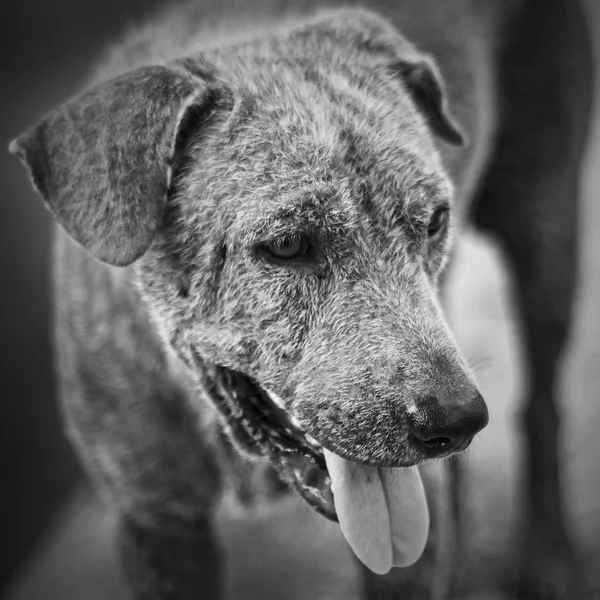 Cão preto e branco — Fotografia de Stock