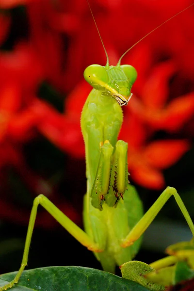 Gräshoppa — Stockfoto