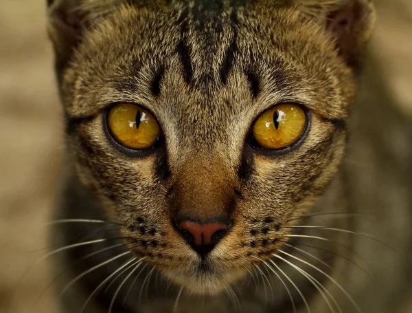 Очі кота — стокове фото
