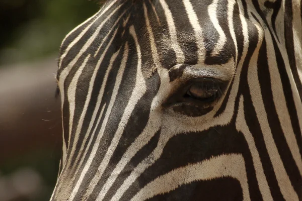 A zebra — Stock Fotó