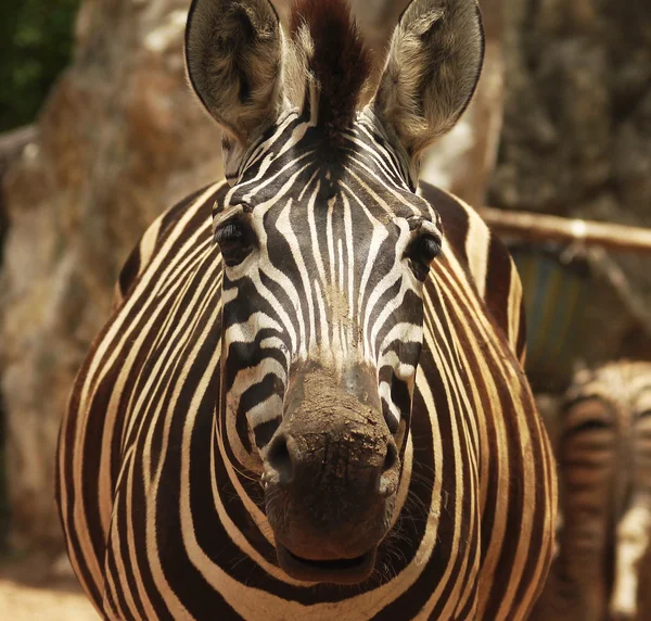 Bir zebra — Stok fotoğraf