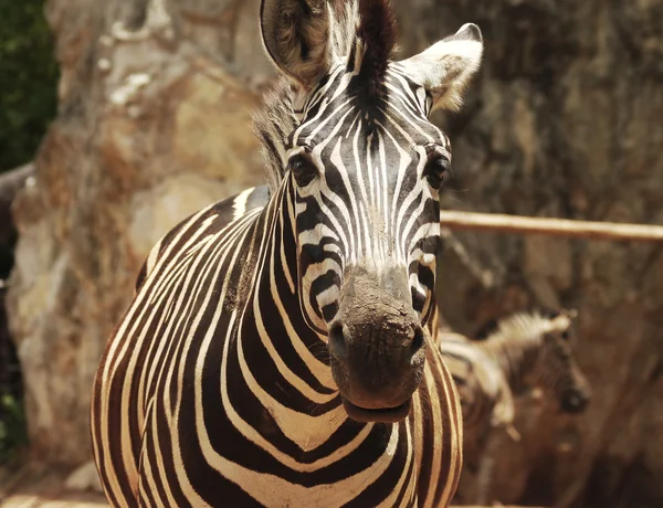 Bir zebra — Stok fotoğraf