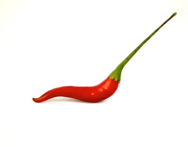 Hot chili pepper, samostatný — Stock fotografie