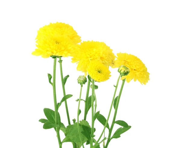 Květy měsíčku žluté s zelenými listy izolované na bílém pozadí — Stock fotografie