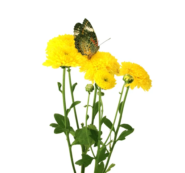 Borboleta na flor isolada no fundo branco — Fotografia de Stock