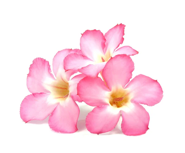 Fondo floral. Primer plano de la flor tropical Pink Adenium —  Fotos de Stock
