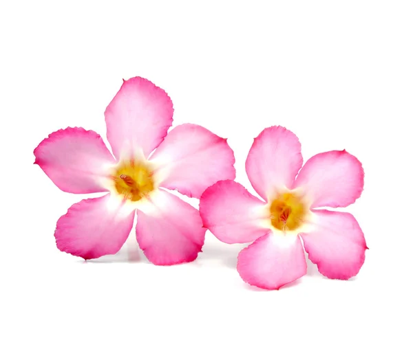 Floral background. Close up of Tropical flower Pink Adenium — Stock Photo, Image