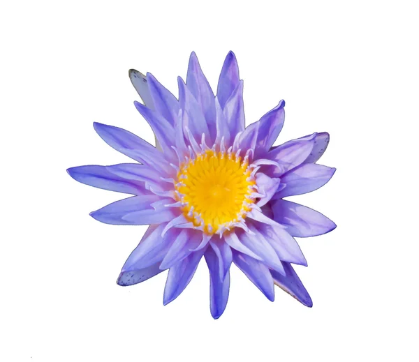 Lotusblume und weißer Hintergrund — Stockfoto