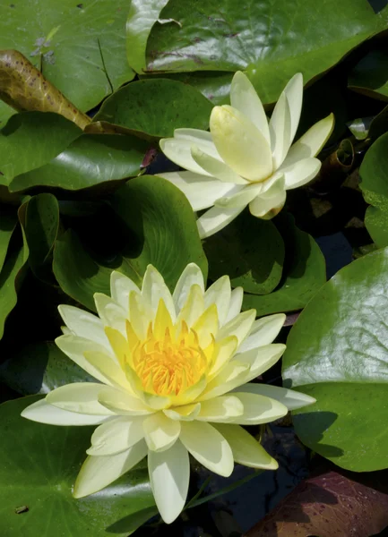 Blooming yellow lotus flower — Stock Photo, Image