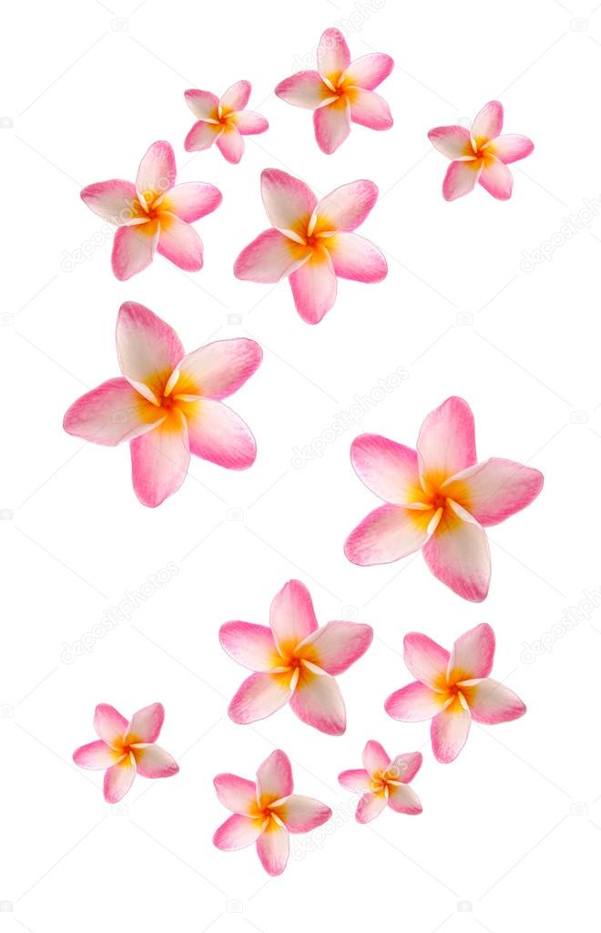 Frangipani isolated