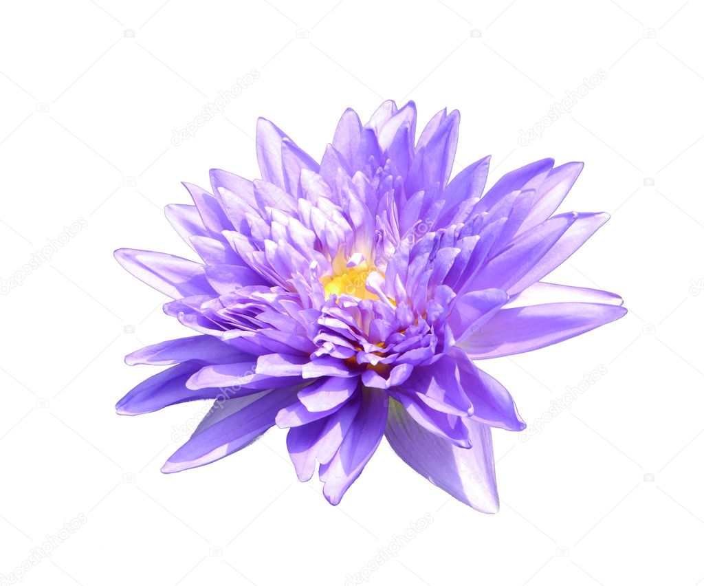 lotus flower and white background