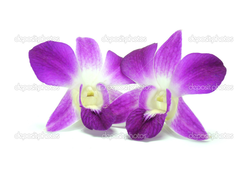 Orchid Flower isolated on white background