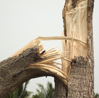 Tree broken