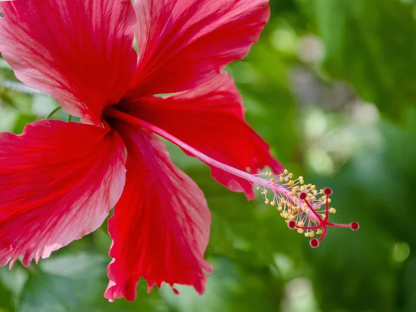 Levande red hibicus blomstrar — Stockfoto