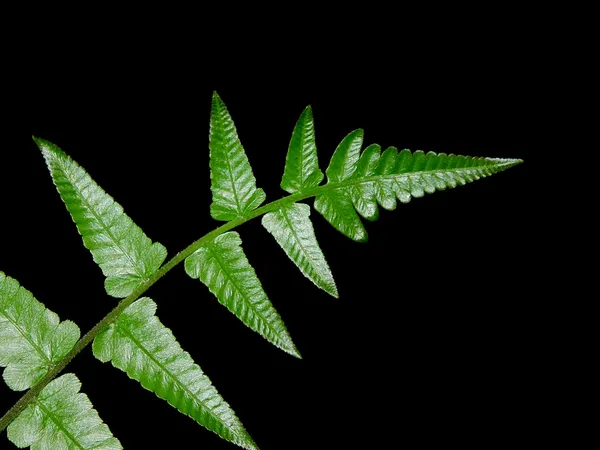 Green Fern — Stock Photo, Image