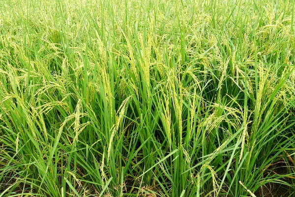 Arroz e grãos de arroz — Fotografia de Stock
