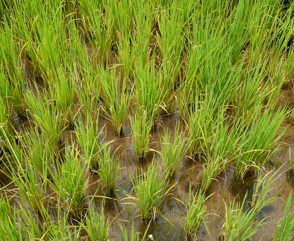 Рис і зерна рису — стокове фото