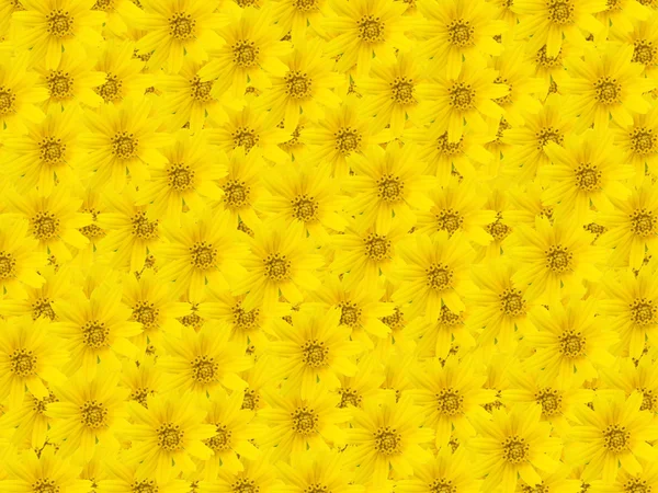Schöne gelbe Blume Hintergrund — Stockfoto